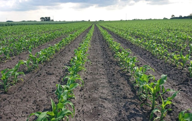 Nawożenie kukurydzy - jaki nawóz pod kukurydzę?	